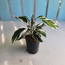 Load image into Gallery viewer, #B102 Calathea White Fusion
