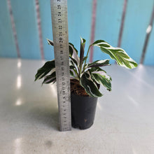 Load image into Gallery viewer, #B102 Calathea White Fusion