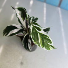 Load image into Gallery viewer, #B102 Calathea White Fusion