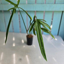 Load image into Gallery viewer, #220 Philodendron Holtonianum
