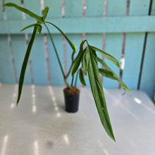 Load image into Gallery viewer, #220 Philodendron Holtonianum