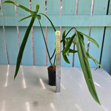 Load image into Gallery viewer, #220 Philodendron Holtonianum