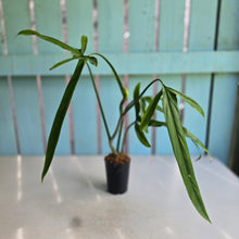 Load image into Gallery viewer, #220 Philodendron Holtonianum