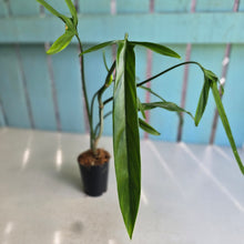 Load image into Gallery viewer, #220 Philodendron Holtonianum