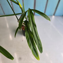 Load image into Gallery viewer, #220 Philodendron Holtonianum