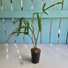 Load image into Gallery viewer, #220 Philodendron Holtonianum
