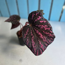 Load image into Gallery viewer, #B75 Begonia Cherry Blossom