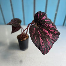 Load image into Gallery viewer, #B75 Begonia Cherry Blossom
