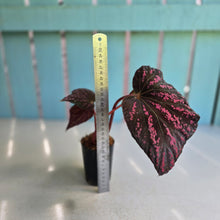 Load image into Gallery viewer, #B75 Begonia Cherry Blossom