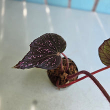 Load image into Gallery viewer, #B75 Begonia Cherry Blossom