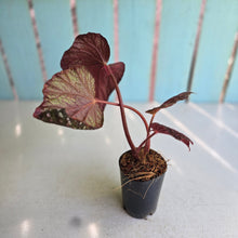 Load image into Gallery viewer, #B75 Begonia Cherry Blossom