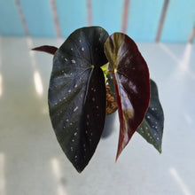 Load image into Gallery viewer, #G6 Begonia Galaxy Spot