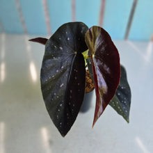 Load image into Gallery viewer, #G6 Begonia Galaxy Spot