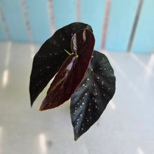 Load image into Gallery viewer, #G6 Begonia Galaxy Spot