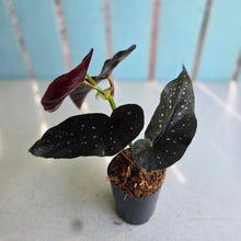 Load image into Gallery viewer, #G6 Begonia Galaxy Spot