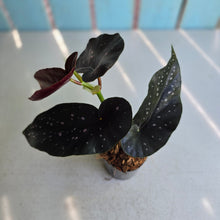 Load image into Gallery viewer, #G6 Begonia Galaxy Spot