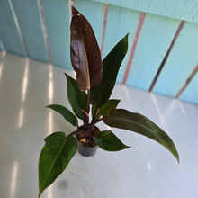 Load image into Gallery viewer, #B26 Philodendron Sun Red