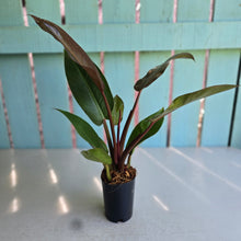 Load image into Gallery viewer, #B26 Philodendron Sun Red