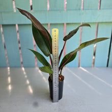Load image into Gallery viewer, #B26 Philodendron Sun Red