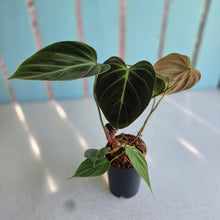 Load image into Gallery viewer, #283 Philodendron El Choco