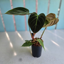 Load image into Gallery viewer, #283 Philodendron El Choco