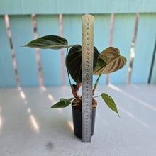 Load image into Gallery viewer, #283 Philodendron El Choco
