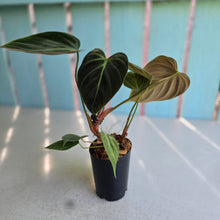 Load image into Gallery viewer, #283 Philodendron El Choco