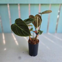 Load image into Gallery viewer, #283 Philodendron El Choco