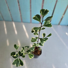 Load image into Gallery viewer, #G11 Ficus Triangularis 'Albo'