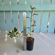 Load image into Gallery viewer, #G11 Ficus Triangularis 'Albo'