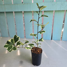 Load image into Gallery viewer, #G11 Ficus Triangularis 'Albo'