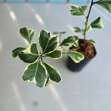 Load image into Gallery viewer, #G11 Ficus Triangularis 'Albo'
