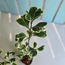 Load image into Gallery viewer, #G11 Ficus Triangularis 'Albo'