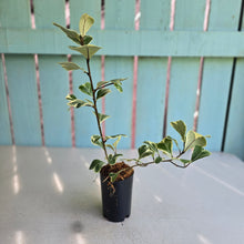 Load image into Gallery viewer, #G11 Ficus Triangularis 'Albo'