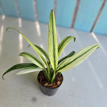 Load image into Gallery viewer, #139 Albo Mint Epipremnum Amplissimum
