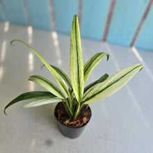 Load image into Gallery viewer, #139 Albo Mint Epipremnum Amplissimum