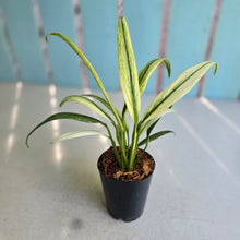 Load image into Gallery viewer, #139 Albo Mint Epipremnum Amplissimum
