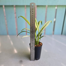 Load image into Gallery viewer, #139 Albo Mint Epipremnum Amplissimum
