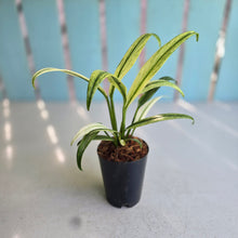 Load image into Gallery viewer, #139 Albo Mint Epipremnum Amplissimum