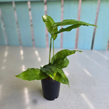 Load image into Gallery viewer, #N25 Monstera Obliqua Amazonas