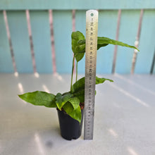 Load image into Gallery viewer, #N25 Monstera Obliqua Amazonas