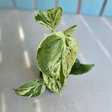 Load image into Gallery viewer, #H238 Variegated Philodendron Heart Leaf