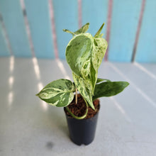Load image into Gallery viewer, #H238 Variegated Philodendron Heart Leaf