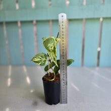Load image into Gallery viewer, #H238 Variegated Philodendron Heart Leaf