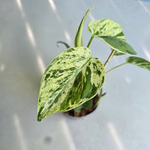 Load image into Gallery viewer, #H238 Variegated Philodendron Heart Leaf