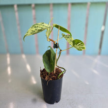 Load image into Gallery viewer, #H238 Variegated Philodendron Heart Leaf