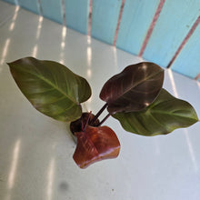 Load image into Gallery viewer, #239 Philodendron McColley's Finale
