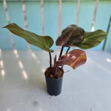Load image into Gallery viewer, #239 Philodendron McColley's Finale