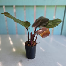 Load image into Gallery viewer, #239 Philodendron McColley's Finale