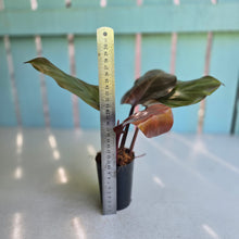 Load image into Gallery viewer, #239 Philodendron McColley's Finale